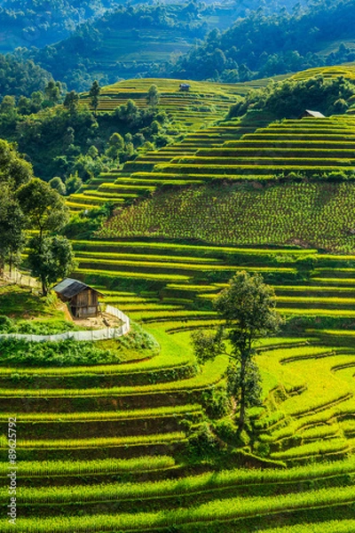 Obraz Rice terraces