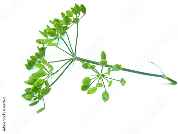 Obraz Wilder Fenchel