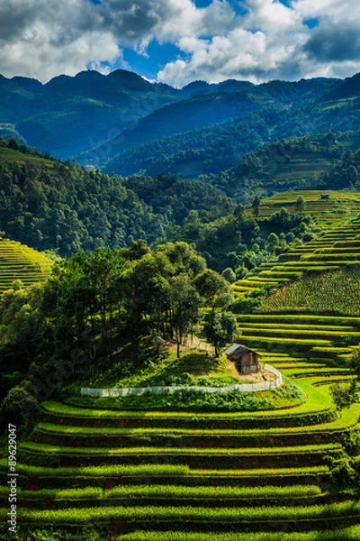 Obraz Rice terraces
