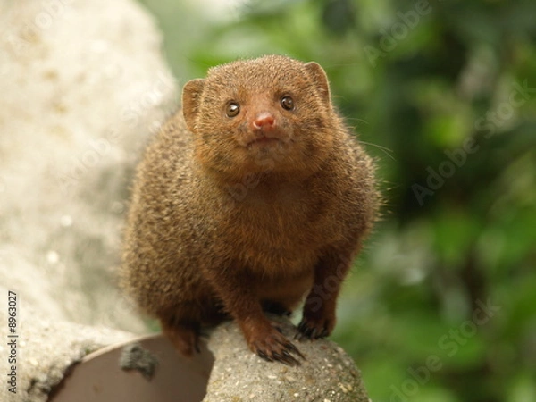 Fototapeta Dwarf mongoose - Snake Killer