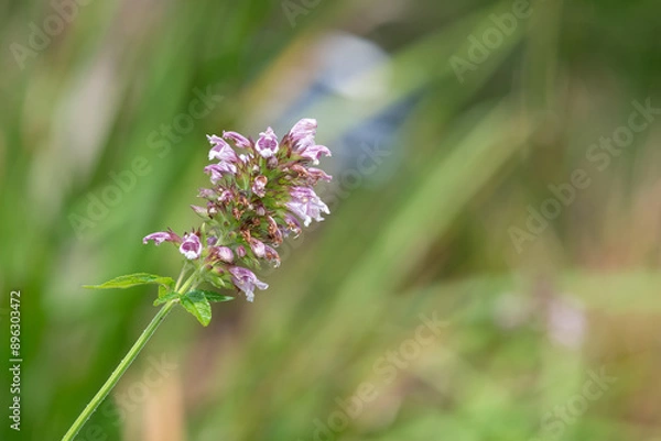 Fototapeta Close up of Canary Islands balm (cedronella canariensis) in bloom