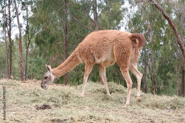 Obraz llama pastando