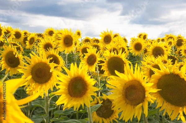 Fototapeta Sunflower