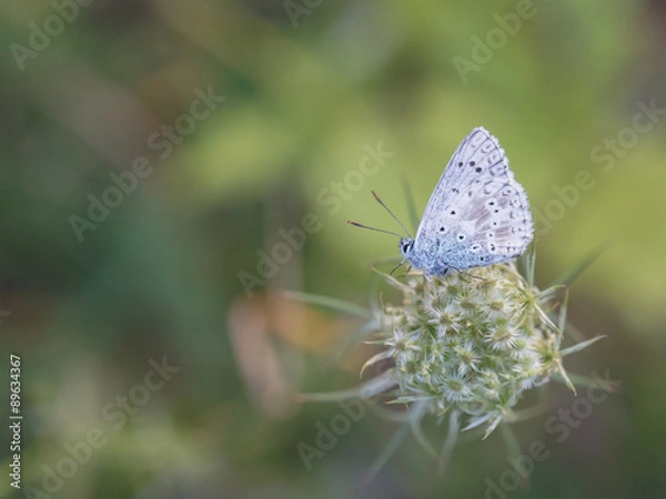 Obraz Butterfly Summer