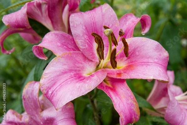 Obraz Pink Lily flower blooming in a garden in close up	
