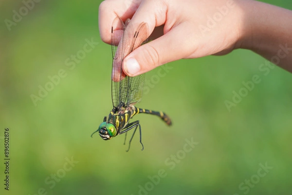 Fototapeta 子供が持つオニヤンマ