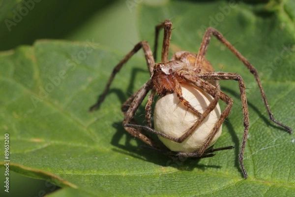 Obraz Spider with egg sac