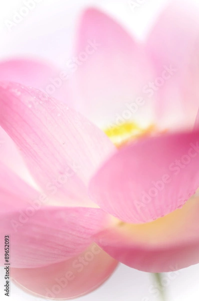 Fototapeta Pink Lotus , in soft color and blur style background