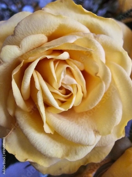 Fototapeta single yellow rose