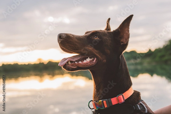 Fototapeta portrait of cute active doberman dog playing outdoors near the lake