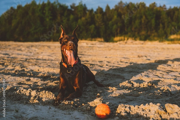 Fototapeta portrait of cute active doberman dog playing outdoors near the lake