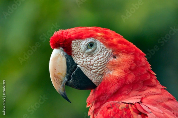 Obraz macaw parrot