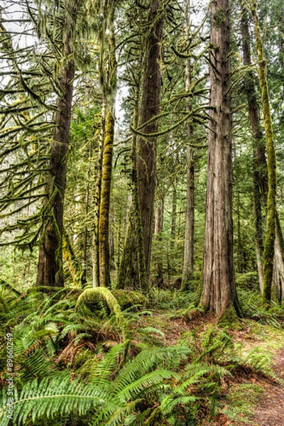 Obraz Im Olympic National Park