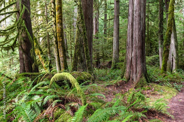 Obraz Im Olympic National Park