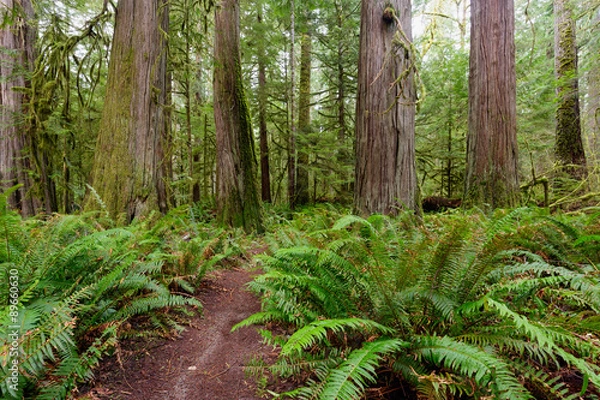 Obraz Im Olympic National Park