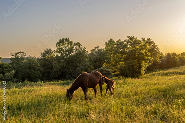 Obraz Horses at Sunset