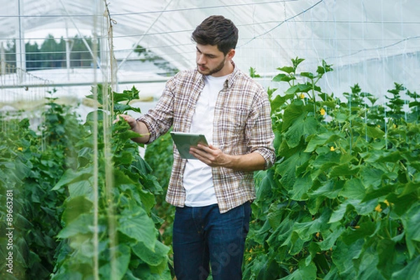 Obraz Guy with the tablet slowly inspect plants.