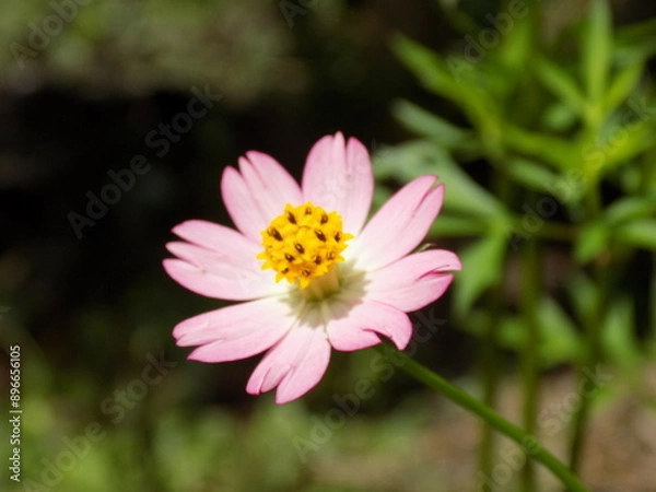 Obraz Blossoming Serenity