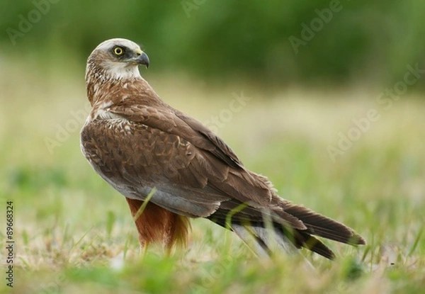 Obraz Marsh harrier