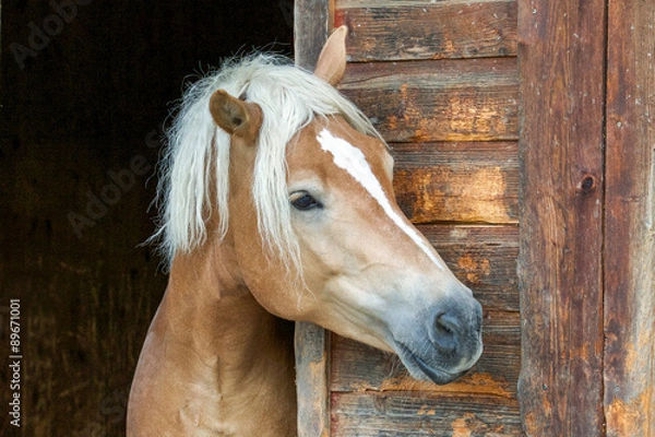 Obraz Haflinger przy drzwiach stajni