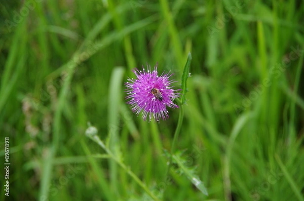 Fototapeta アザミとミツバチ