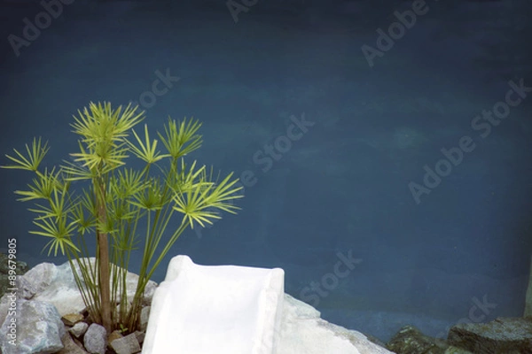 Fototapeta papyrusplant