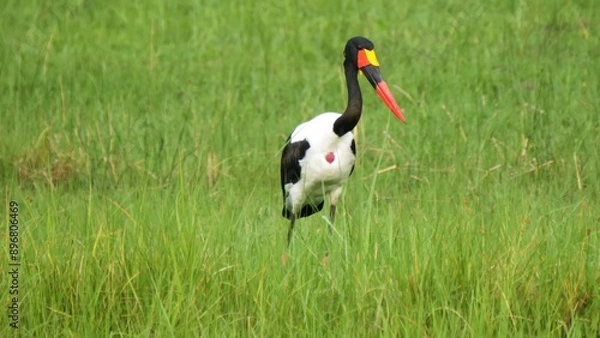 Obraz black crowned crane