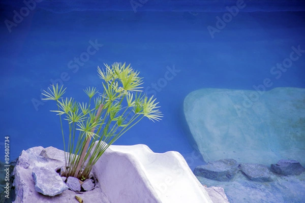 Fototapeta papyrusplantpoolside