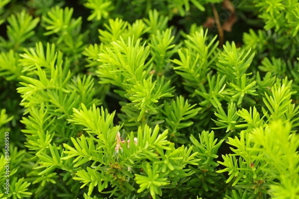 Fototapeta キャラボクの葉（イチイ科）