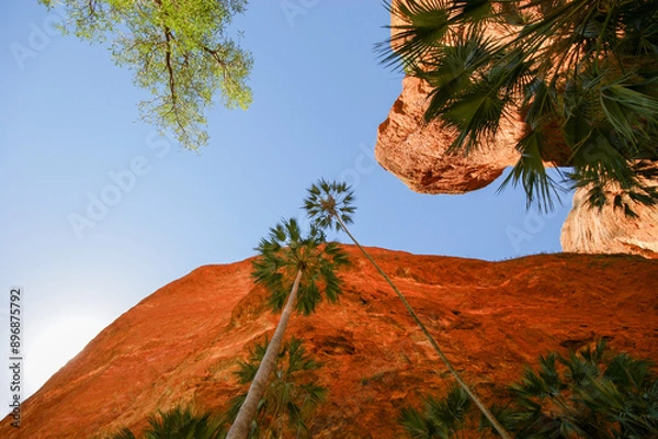 Fototapeta Livistona palms and red cliffs at Mini palms gorge, Bungle Bungle range, Western Australia, view from below