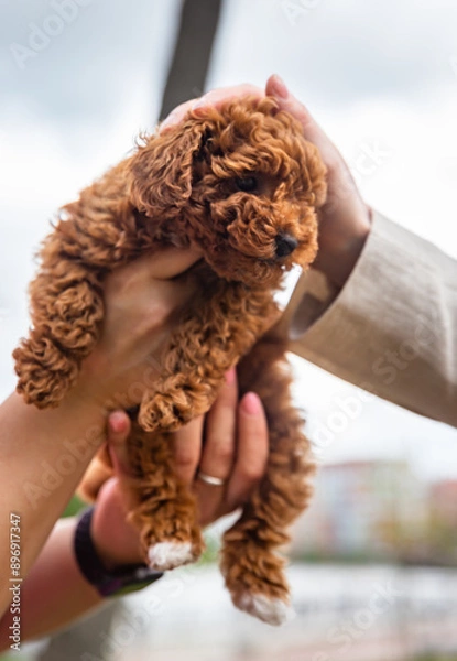 Obraz A small dog is being held by a person's hand. The dog is curled up and he is comfortable in the person's arms