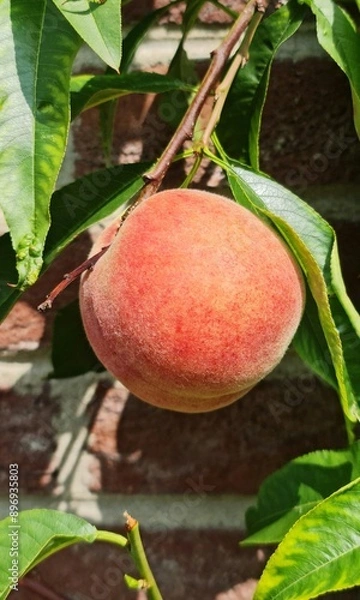 Obraz Peach on a tree