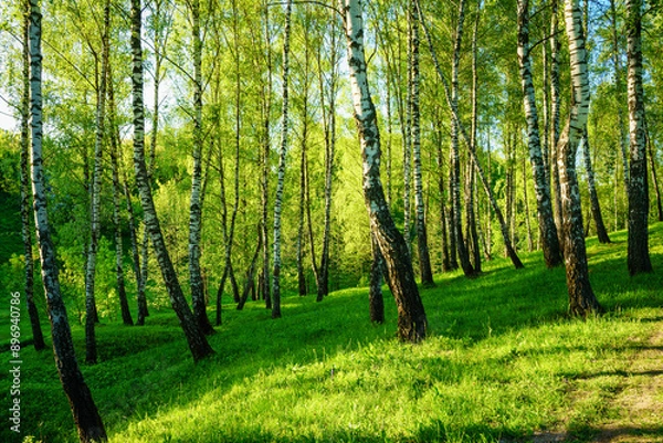 Fototapeta Grove of birches with young green leaves at sunset or sunrise in spring or summer.
