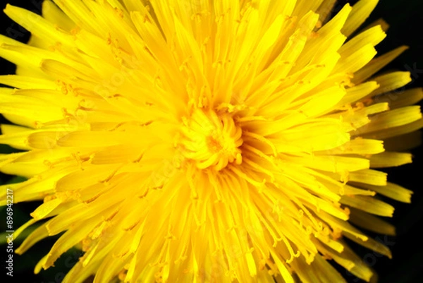 Fototapeta Yellow dandelion close-up. Natural background.
