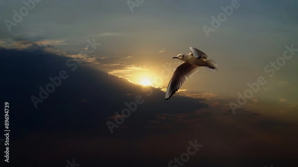 Obraz In flight seagull at sunset