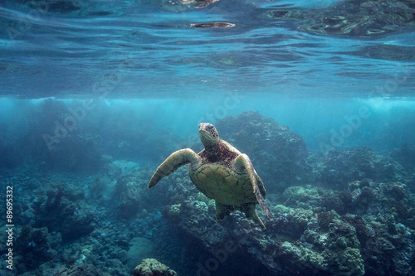 Obraz Turtle Going for Air