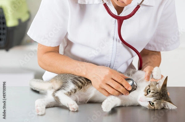 Obraz Weterynarz, słuchając kota