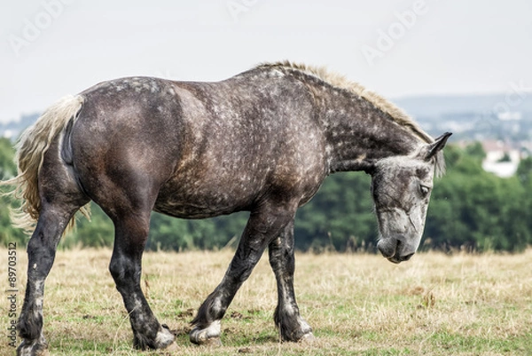 Fototapeta Le cheval Percheron