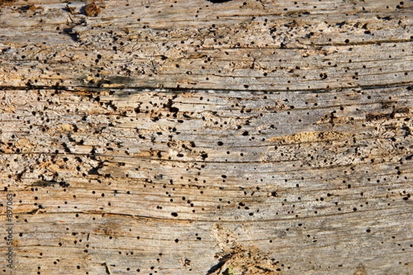 Obraz barn wood texture