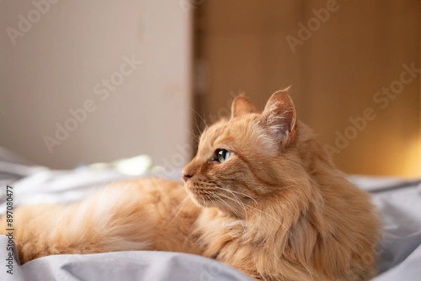 Fototapeta ベットの上でくつろぐ猫　茶トラ猫