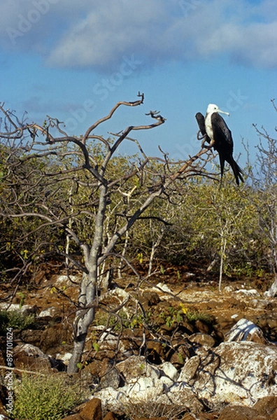 Fototapeta Grande frégate, Frégate du Pacifique,.Fregata minor, Great Frigatebird, archipel des Galapagos