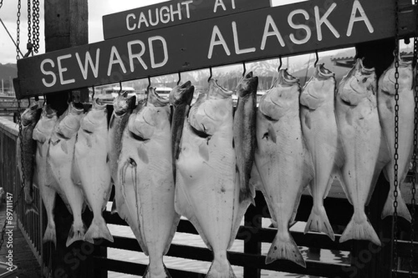 Obraz Pescato alaska