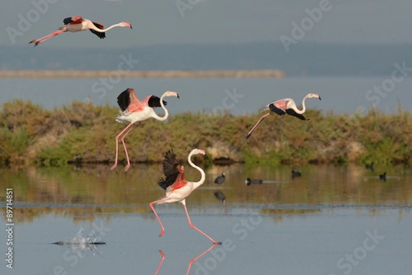Obraz flamants roses