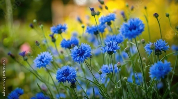 Fototapeta Blue cornflowers bloom in garden flowerbed