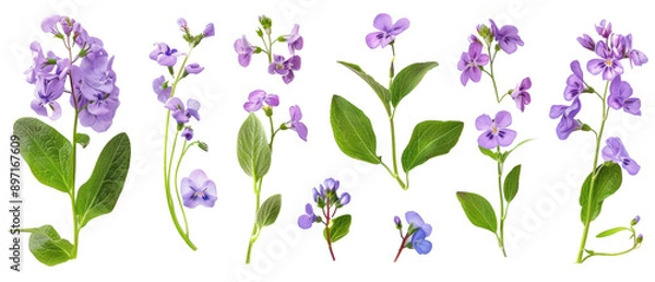 Obraz Set of isolated Veronica, viyola ve Virginia bluebells. cut elements, themed designs. Top view high quality PNG." design elements, top view / flat lay.	
