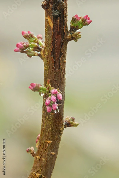 Fototapeta A single stem of an apple blossom tree with tiny buds not yet blossoming, rainy day with water droplets, portrait orientation