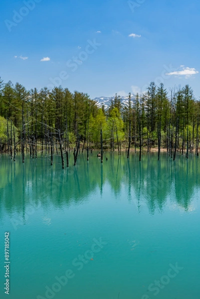 Fototapeta 青い池