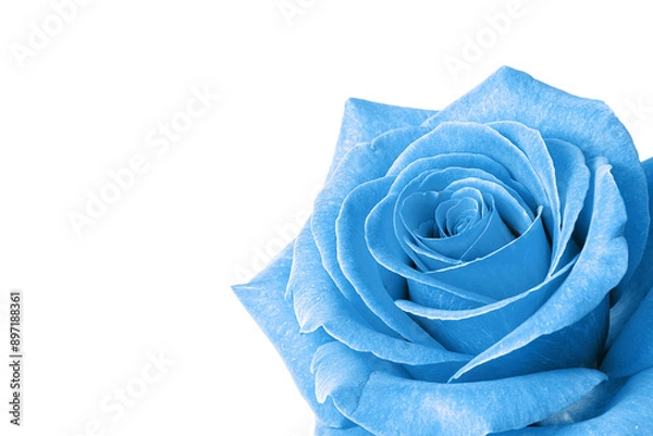 Obraz A single, blue rose, set to bottom corner of shot, space for text, soft focus, shallow depth of field image