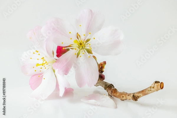 Fototapeta A single delicate sprig of apple blossom shot against white background on glass block, soft focus, soft image, pastel colours
