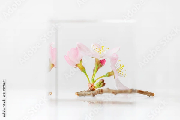 Obraz A single delicate sprig of apple blossom shot against white background on glass block, soft focus, soft image, pastel colours